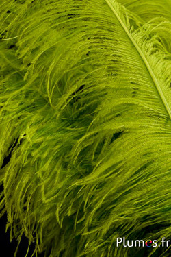 Autruche premium - 50-60 cm - lime néon